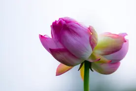 玄武湖并蒂莲被游客破坏，南京人民痛心：你摘走的是无法复制的十万分之一图片