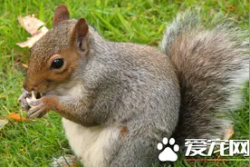 松鼠打喷嚏怎么办 可以喂点板蓝根冲剂图片