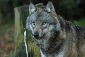 长白山惊世传奇：猎人靠驯养的一头狼，完成了抗联的情报传递图片