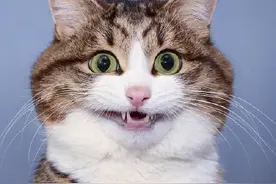 这猫表情太丰富 拿去做表情 或做头像图片