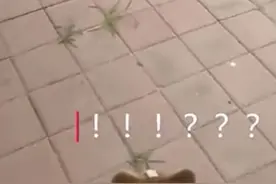 流浪在外的“孙悟空”巧遇"哮天犬"  近日沧州街头这一幕吸引了不少路人图片