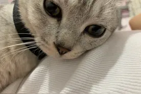 幸福就是猫吃鱼，狗吃肉，奥特曼打小怪兽图片