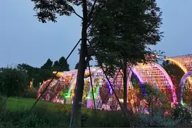 悦赏植物园光影，晚风习习，身心惬意，只为这一夜美景，不愿回家图片