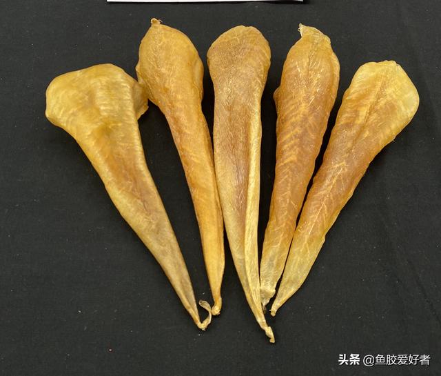 是花胶吗 2026年鱼泡晒干就是花胶吗