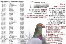 杰夫.范温克，镇舍种鸽黄杠图片