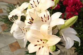 3种花，养一棵能变十棵，越长越多，开花还特好看图片