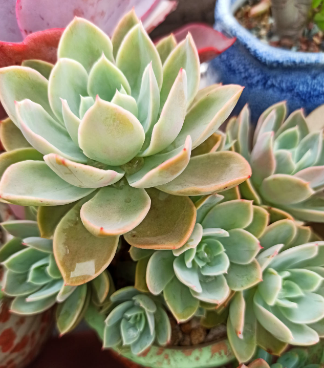 丝绸面纱:新花月锦:暗冰:粉蓝鸟:果冻乙女心:赫拉:橙子:雨燕座:璀璨