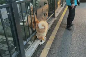 隔离期间狗狗吃太胖？一出门就被护栏卡住图片