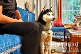 “二哈”不定时开启“狼嚎”模式 泸州天立·滨河苑小区居民不堪其扰图片