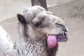 骆驼露出嘴边的“粉红色肉球”是什么器官？为什么只有雄性有？图片