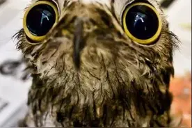 林鸱：我只是个平平无奇的伪装小天才图片