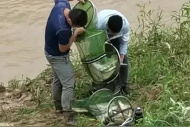 翘嘴来袭？合肥一河道“翘嘴鱼泛滥”，有人半天钓了几十斤图片