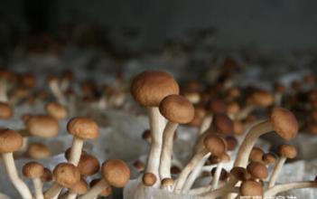 三十一种常见的菌类蘑菇图片