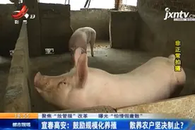 高安：国家鼓励生猪养殖，猪舍扩建后却被拆除，养殖户称太寒心图片