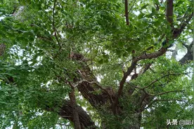 你见过生长4000年的树吗？这棵银杏树王被誉为天下第一树图片