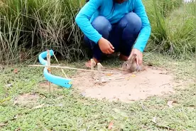 DIY兔圈套技术：利用弯弓制作兔诱捕器，简单实用视频封面
