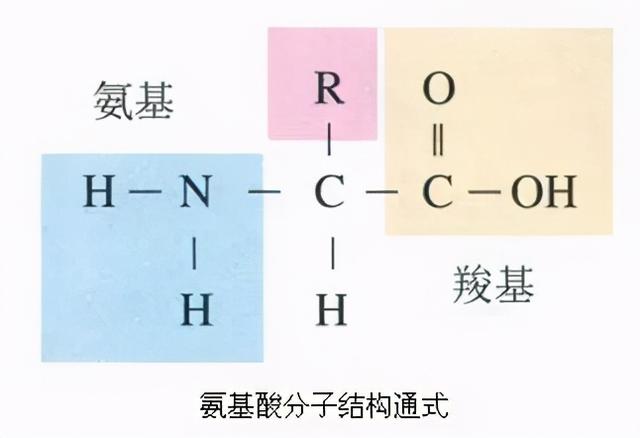 氨基酸是什么？有什么作用？听专家一讲，长知识了