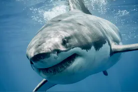 凶猛的大白鲨为什么打不过虎鲸？看似无敌的鲨鱼，有一个致命弱点图片