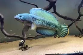 水族行业多厉害？菜市场肉食鱼同类，转手卖成观赏鱼值上万块图片