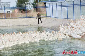 鹅鹅鹅！临夏县尾菜养鹅发展循环农业图片