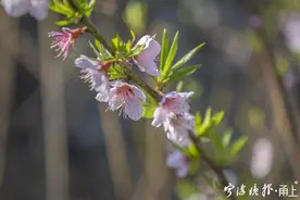 宁波首批桃花盛开，3月中下旬大量开放图片