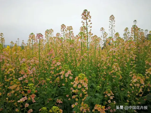 北国杏花初绽，江南已是油菜花漫山，“可甜可盐”的彩色油菜花，爱了！