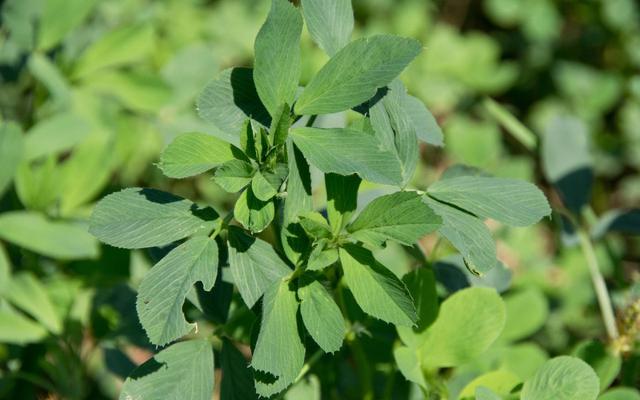 牧草之王——苜蓿，牛羊喂养过程要注意膨胀病