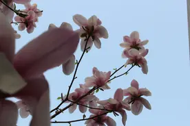 不论绽放还是凋零都是生命的力量#生命的力量#@头条图片@头条摄影图片