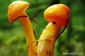 西山惊现小精灵，你偶遇了没？图片