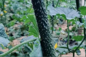 短把密刺，又黑又亮！油亮型耐高温黄瓜，选这个品种就对了图片