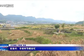 岩鱼村：丰收时节晒谷忙图片