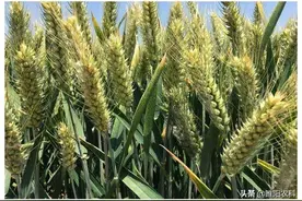 选购种子时，注意查看这一点，小麦获得高产就不是问题图片