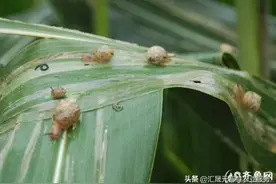 防治蜗牛，只用这两招，干净彻底图片