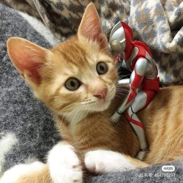 猫咪和奥特曼的故事