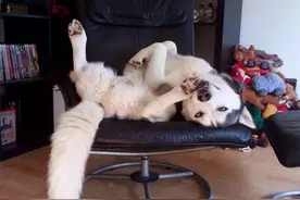 狗狗睡觉时突然抽搐，警惕是这5个原因图片