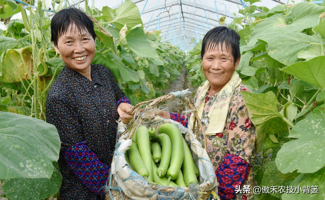 作物上的这3个叶面肥配方，能促长壮棵、增产增收，又能防治病害