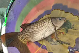 黑坑垂钓中猾鱼，老鱼，受伤鱼的辨识技巧和鱼情特点以及垂钓思路图片