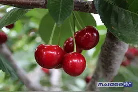 山东十大采摘园 山东采摘好去处 十佳观光果园图片