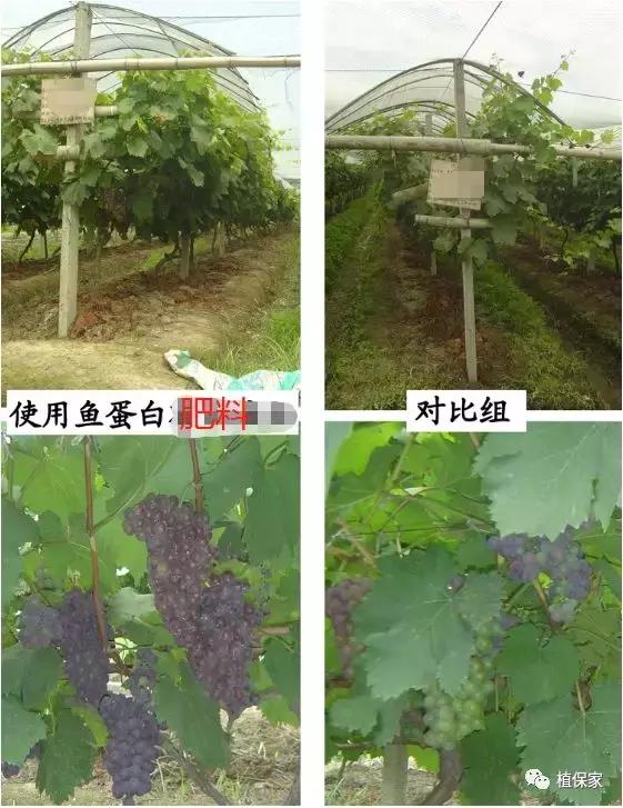 骗局？腐殖酸、海藻酸、甲壳素、鱼蛋白、氨基酸性能作用不一样