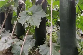 海南琼海地区黑皮冬瓜优质高效栽培技术图片