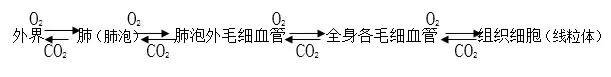 【初中生物】七年级下册初中生物知识点总结