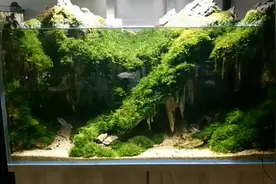 6种养不死的水草，草缸新手，鱼缸美景从它们开始图片