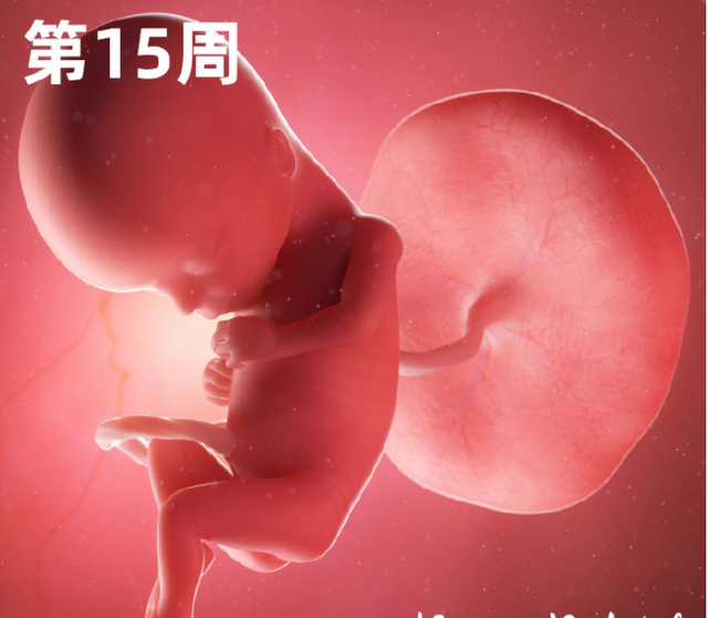 怀孕2个月胎儿图b超 怀孕2个月胎儿图