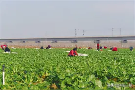 “硬核”头雁队伍引领乡村振兴——南阳市优化建强村级干部队伍工作探析图片