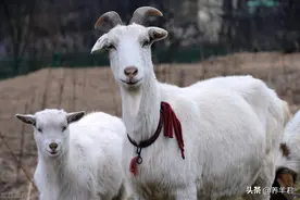 养羊最怕什么病？羔羊痢疾等5种常发性疾病应特别防范图片