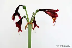 花开堪折直须折，莫待无花空折枝图片