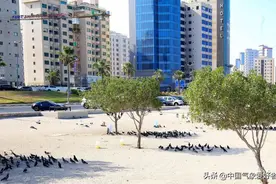 美国“高温波”袭击全球，科威特再现73度高温！气候确实有点乱了图片