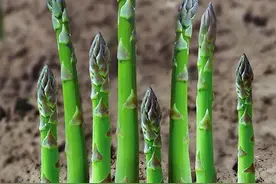春季的蔬菜皇后——芦笋图片