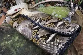 美女网上炫包包，真蟒蛇制作，有人出价68万美元都不卖图片