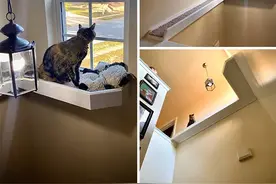 ​当猫咪遇到一个好主人，这生活把我羡慕哭了图片